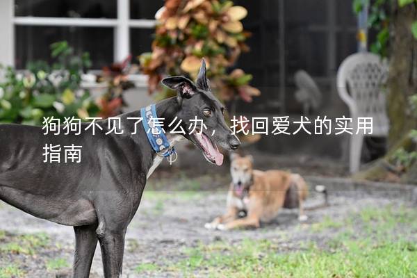 狗狗不见了怎么办，找回爱犬的实用指南