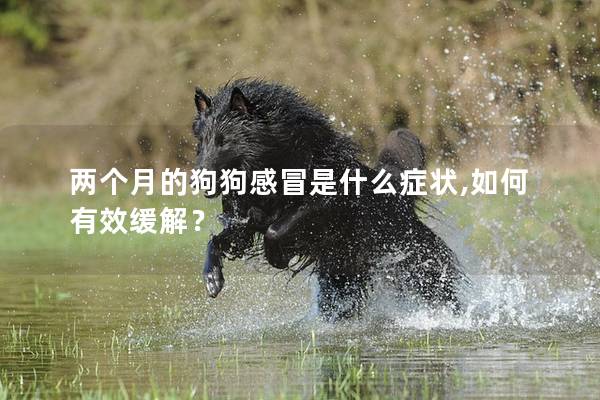 两个月的狗狗感冒是什么症状,如何有效缓解？