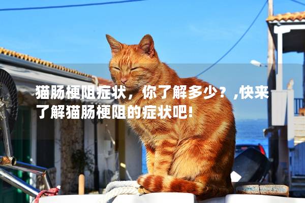 猫肠梗阻症状，你了解多少？,快来了解猫肠梗阻的症状吧!