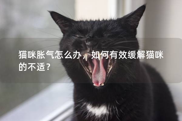 猫咪胀气怎么办，如何有效缓解猫咪的不适？