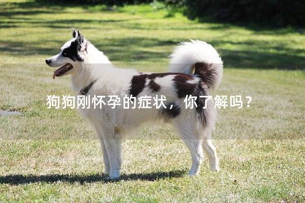 狗狗刚怀孕的症状，你了解吗？