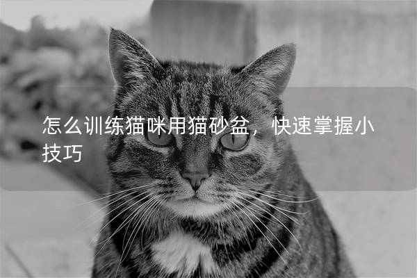 怎么训练猫咪用猫砂盆，快速掌握小技巧