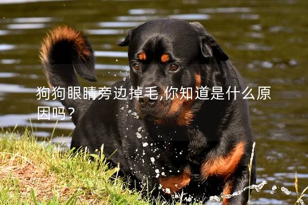 狗狗眼睛旁边掉毛,你知道是什么原因吗？