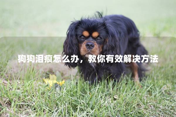 狗狗泪痕怎么办，教你有效解决方法