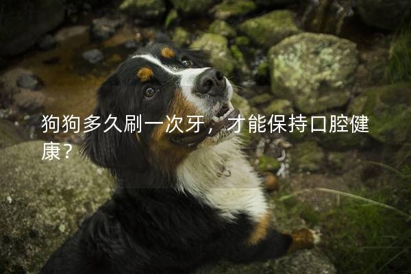 狗狗多久刷一次牙，才能保持口腔健康？