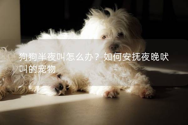 狗狗半夜叫怎么办？如何安抚夜晚吠叫的宠物