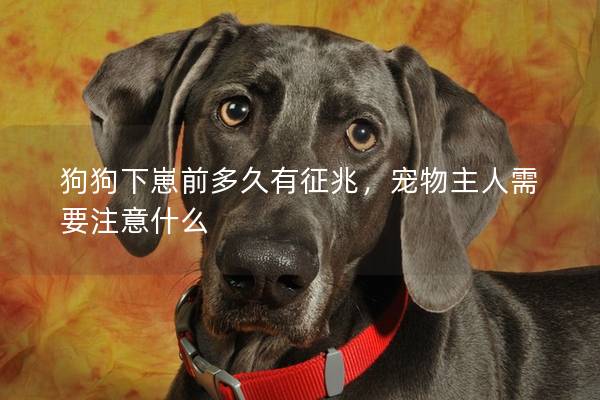 狗狗下崽前多久有征兆，宠物主人需要注意什么