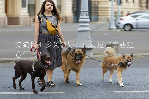 狗狗骨折多久能好，康复过程需要注意什么？