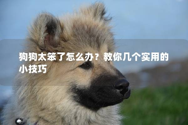 狗狗太笨了怎么办？教你几个实用的小技巧