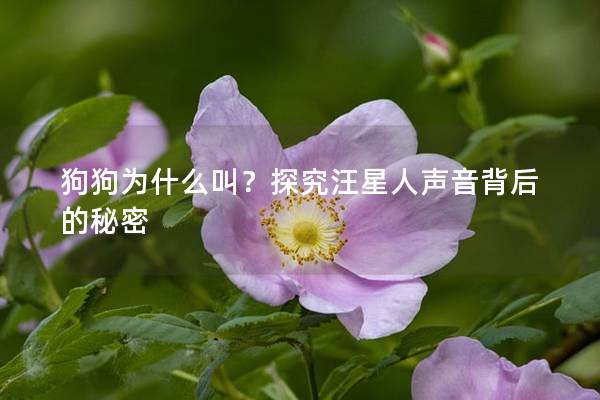 狗狗为什么叫？探究汪星人声音背后的秘密