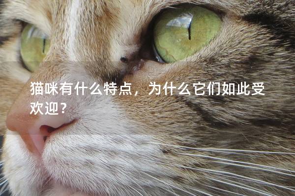 猫咪有什么特点，为什么它们如此受欢迎？