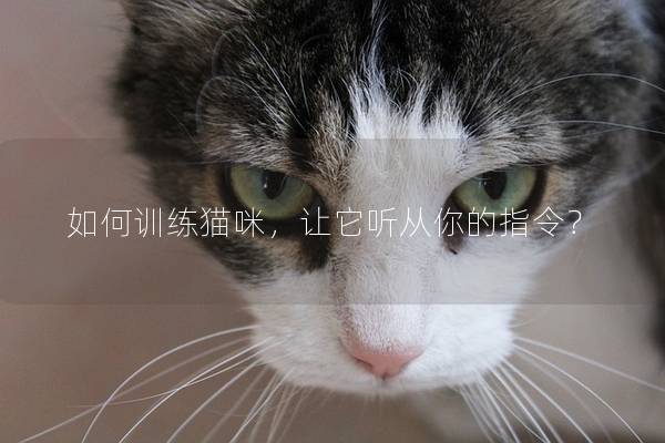 如何训练猫咪，让它听从你的指令？