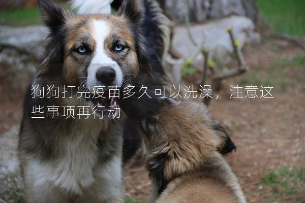 狗狗打完疫苗多久可以洗澡，注意这些事项再行动