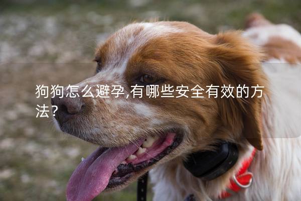 狗狗怎么避孕,有哪些安全有效的方法？