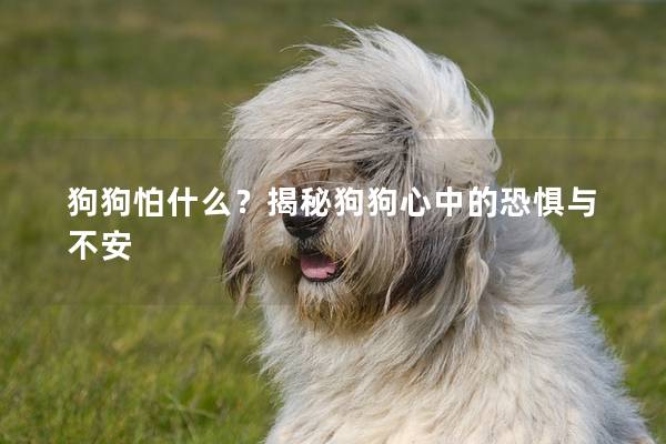 狗狗怕什么？揭秘狗狗心中的恐惧与不安
