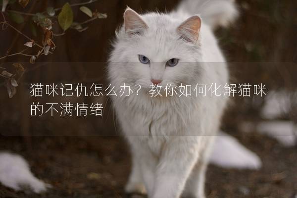 猫咪记仇怎么办？教你如何化解猫咪的不满情绪