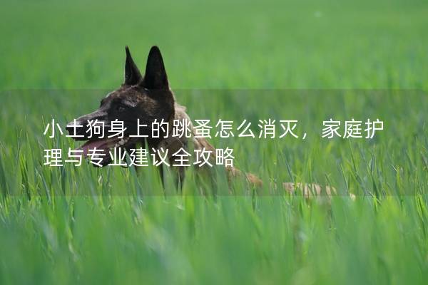 小土狗身上的跳蚤怎么消灭，家庭护理与专业建议全攻略