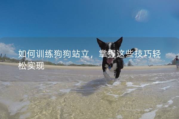 如何训练狗狗站立，掌握这些技巧轻松实现