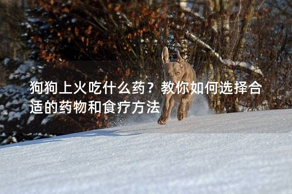 狗狗上火吃什么药？教你如何选择合适的药物和食疗方法