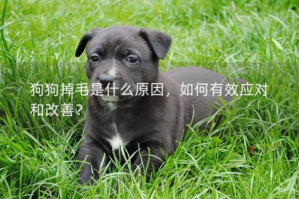 狗狗掉毛是什么原因，如何有效应对和改善？