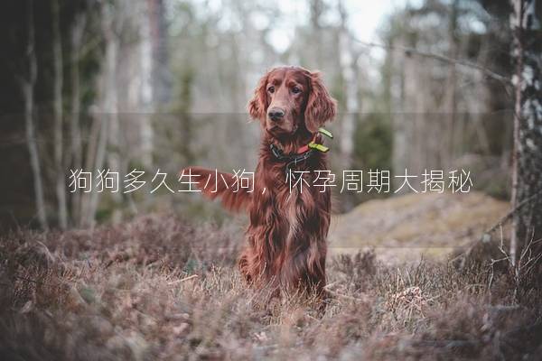 狗狗多久生小狗，怀孕周期大揭秘