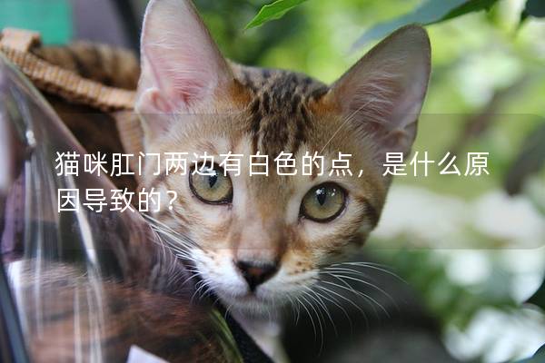 猫咪肛门两边有白色的点，是什么原因导致的？