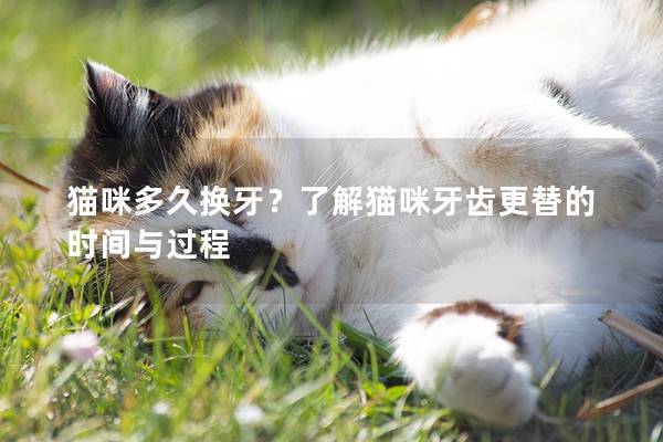 猫咪多久换牙？了解猫咪牙齿更替的时间与过程