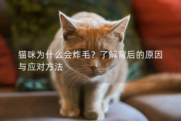 猫咪为什么会炸毛？了解背后的原因与应对方法