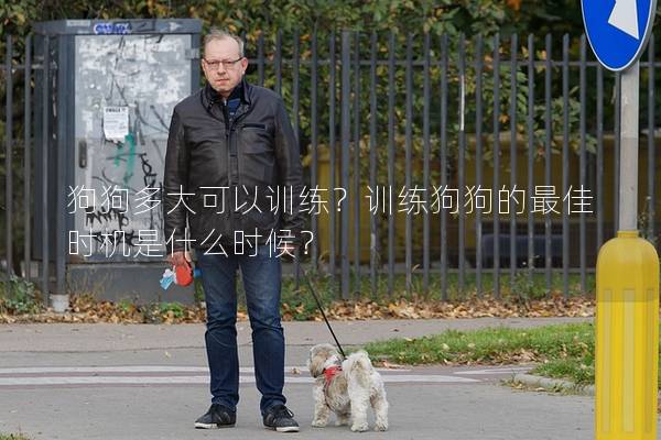 狗狗多大可以训练？训练狗狗的最佳时机是什么时候？