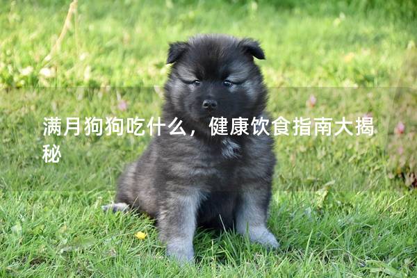满月狗狗吃什么，健康饮食指南大揭秘
