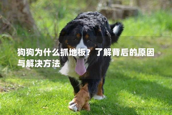 狗狗为什么抓地板？了解背后的原因与解决方法