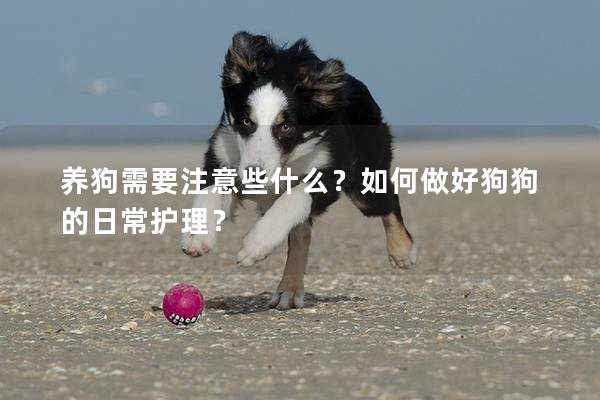养狗需要注意些什么？如何做好狗狗的日常护理？