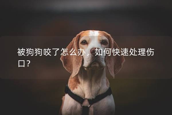 被狗狗咬了怎么办，如何快速处理伤口？