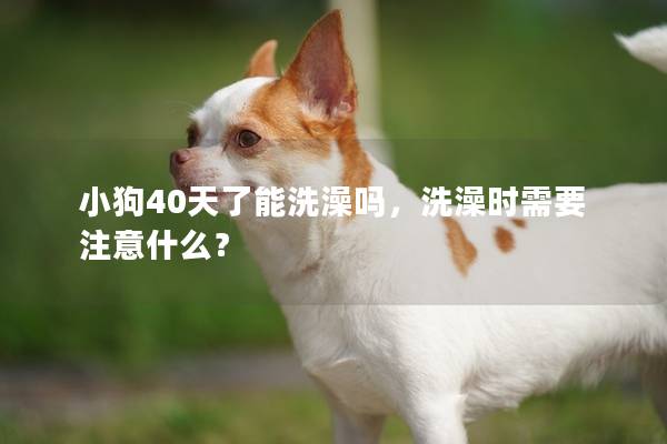 小狗40天了能洗澡吗，洗澡时需要注意什么？