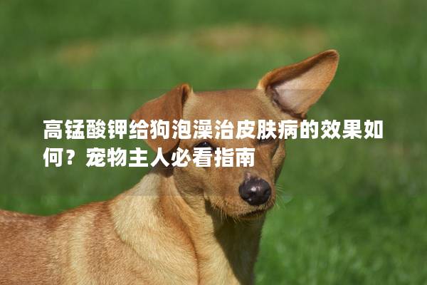 高锰酸钾给狗泡澡治皮肤病的效果如何？宠物主人必看指南