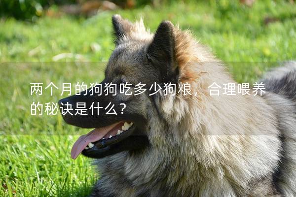 两个月的狗狗吃多少狗粮，合理喂养的秘诀是什么？