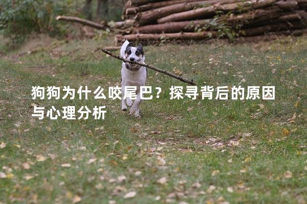 狗狗为什么咬尾巴？探寻背后的原因与心理分析
