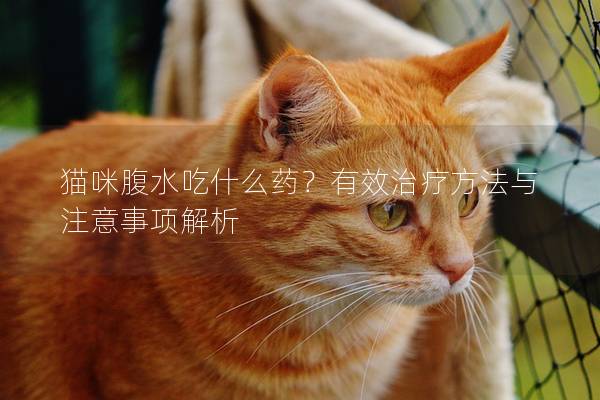 猫咪腹水吃什么药？有效治疗方法与注意事项解析