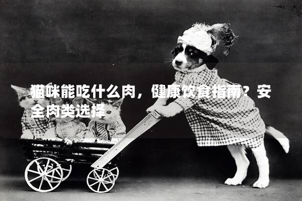 猫咪能吃什么肉，健康饮食指南？安全肉类选择