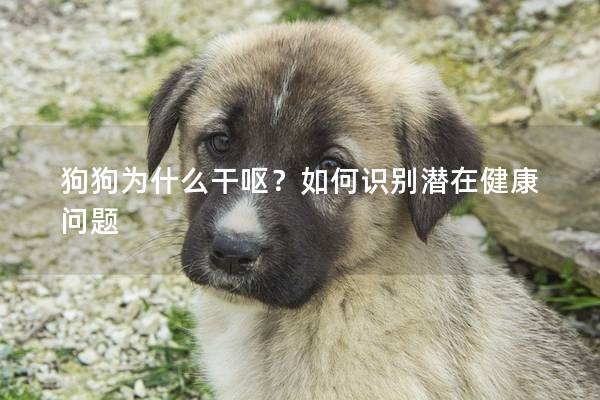 狗狗为什么干呕？如何识别潜在健康问题