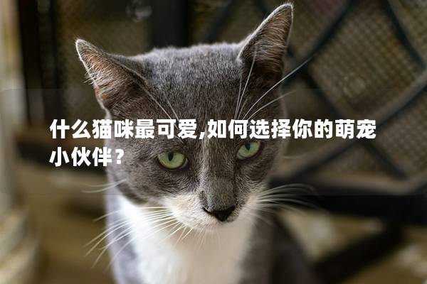 什么猫咪最可爱,如何选择你的萌宠小伙伴？