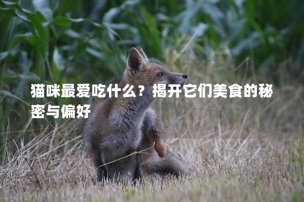 猫咪最爱吃什么？揭开它们美食的秘密与偏好
