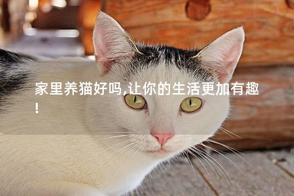 家里养猫好吗,让你的生活更加有趣!