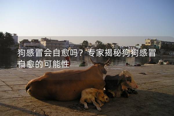 狗感冒会自愈吗？专家揭秘狗狗感冒自愈的可能性