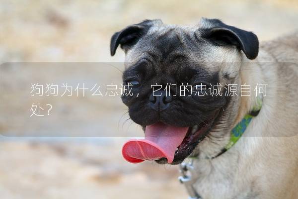 狗狗为什么忠诚，它们的忠诚源自何处？