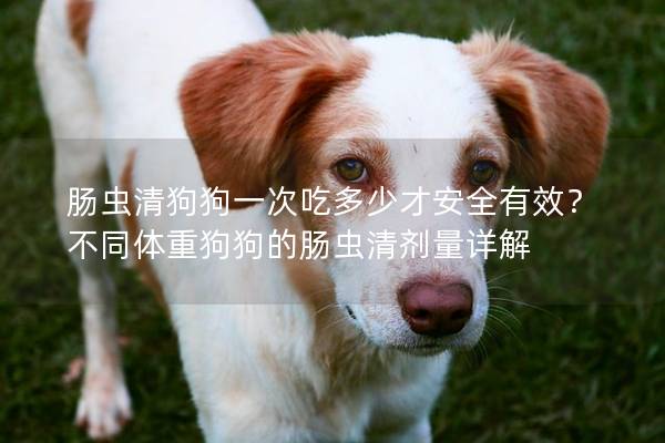 肠虫清狗狗一次吃多少才安全有效？ 不同体重狗狗的肠虫清剂量详解