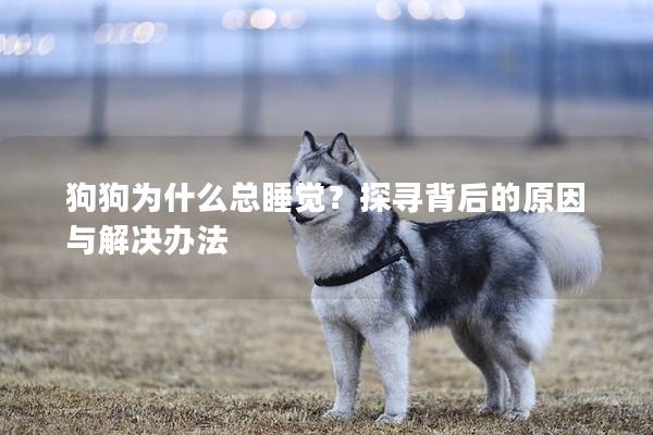 狗狗为什么总睡觉？探寻背后的原因与解决办法