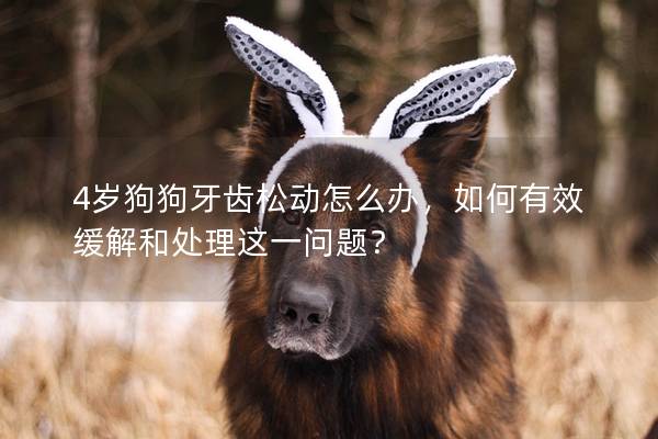 4岁狗狗牙齿松动怎么办，如何有效缓解和处理这一问题？
