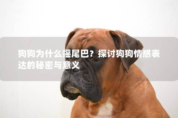狗狗为什么摇尾巴？探讨狗狗情感表达的秘密与意义
