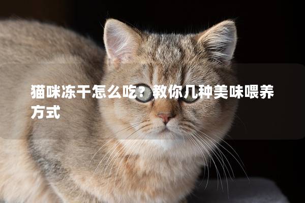 猫咪冻干怎么吃？教你几种美味喂养方式
